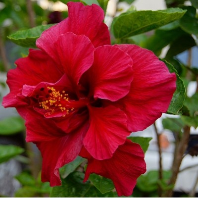 Hibiscus Red Double Plant - Jaswand, Gudhal